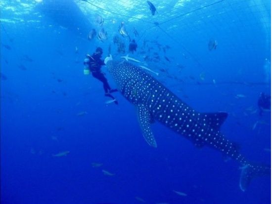 【ジンベエザメ・ファンダイビング】世界最大の魚類ジンベエザメと泳ごう！ 100％の感動と200％の興奮！ GoPro写真＆動画無料！ ＜読谷村・恩納村＞