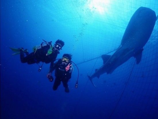 ジンベエザメ・ファンダイビング】世界最大の魚類ジンベエザメと泳ごう