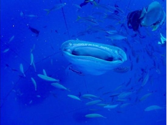 【ジンベエザメ・ファンダイビング】世界最大の魚類ジンベエザメと泳ごう！ 100％の感動と200％の興奮！ GoPro写真＆動画無料！ ＜読谷村・恩納村＞