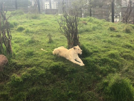 ユニティパーク半日観光（コーヒテイスティング付）＜英語／貸切／アディスアベバ・ボレ国際空港発着＞