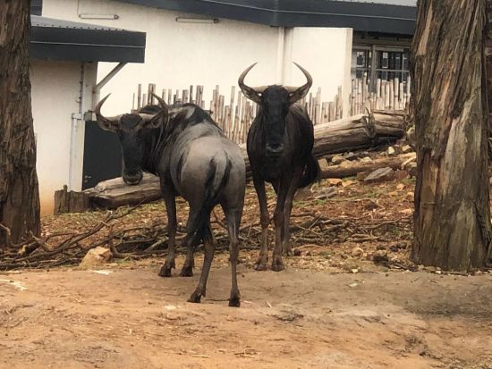 ユニティパーク半日観光（コーヒテイスティング付）＜英語／貸切／アディスアベバ・ボレ国際空港発着＞