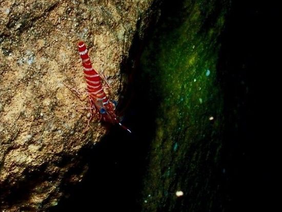 11000004809208_XvF4Bisd_4