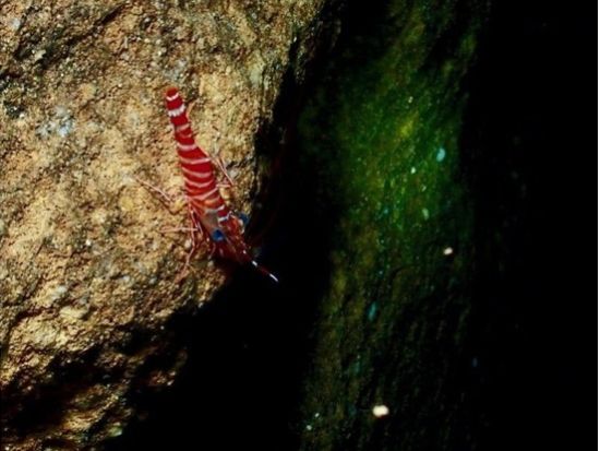 【星空＆夜光虫・ナイトダイビング】地元沖縄人ガイドと神秘的な夜の青の洞窟へ！大人気GoPro写真＆動画無料！ 口コミ＆写真満足度高評価！＜恩納村＞
