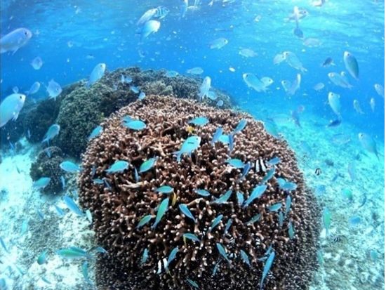 慶良間ファンダイビング ダイバーが恋した人気スポットで満喫♪初心者＆ブランクダイバー大歓迎＜1日／2ダイブ／写真データ無料／那覇市内送迎／那覇発＞