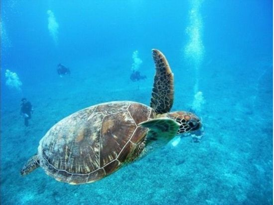 慶良間体験ダイビング＆シュノーケリング ウミガメが生息する人気ポイントでケラマブルー満喫＜1日／1～2ダイブ／写真データ無料／ガイド貸切／那覇市内送迎／那覇発＞