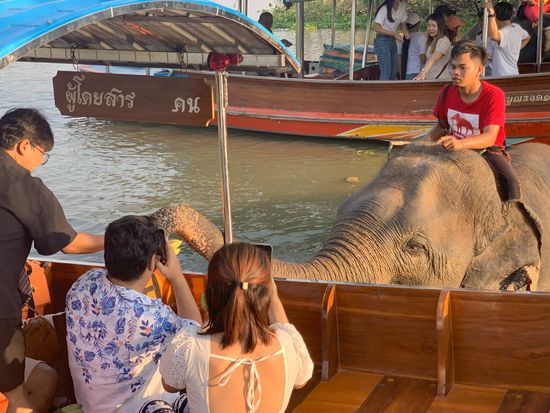 アユタヤ象と触れ合い体験4