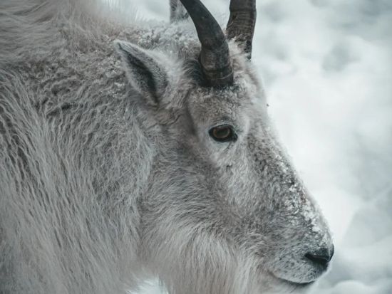 世界遺産カナディアンロッキー　ジャスパー国立公園　冬の野生動物観察ツアー＜12～4月／英語ガイド＞