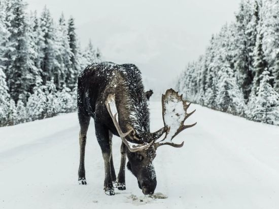 世界遺産カナディアンロッキー　ジャスパー国立公園　冬の野生動物観察ツアー＜12～4月／英語ガイド＞