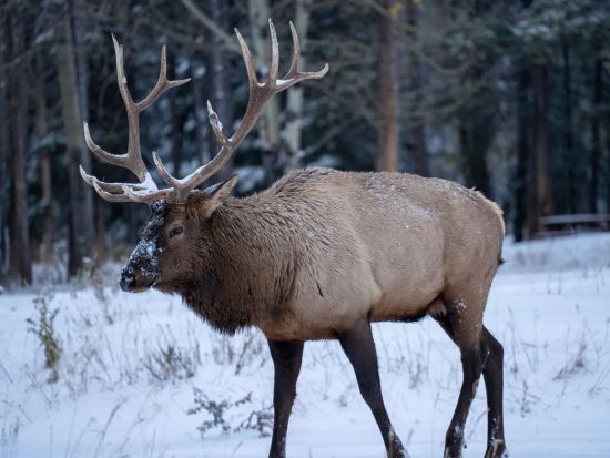 世界遺産カナディアンロッキー　ジャスパー国立公園　冬の野生動物観察ツアー＜12～4月／英語ガイド＞