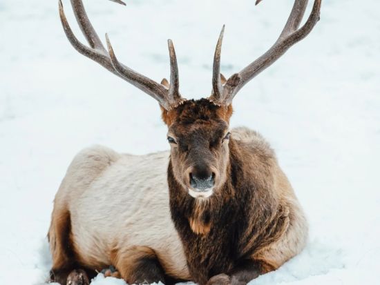 世界遺産カナディアンロッキー　ジャスパー国立公園　冬の野生動物観察ツアー＜12～4月／英語ガイド＞