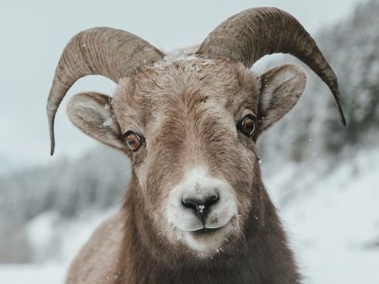 世界遺産カナディアンロッキー　ジャスパー国立公園　冬の野生動物観察ツアー＜12～4月／英語ガイド＞