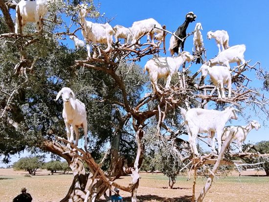 世界遺産エッサウィラ宿泊ツアー　アル・ジャディーダ立ち寄りあり＜1泊2日／貸切／英語ガイド／カサブランカ発＞