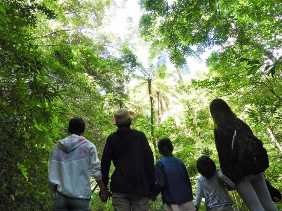 金作原（きんさくばる）原生林トレッキングツアー＋マングローブカヌー＜1日／名瀬＞ by アイランドサービス