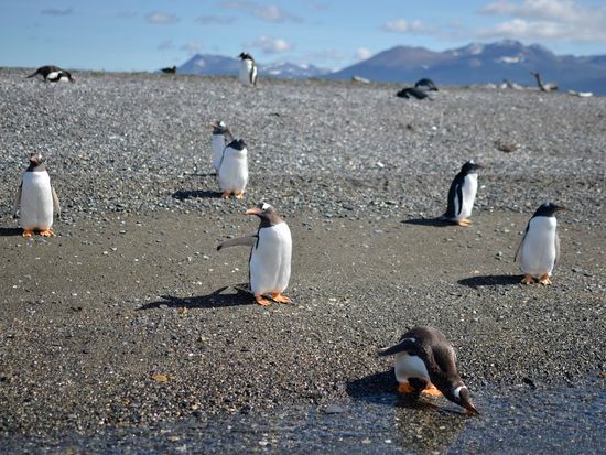 Gable Canoas pinguinera 2
