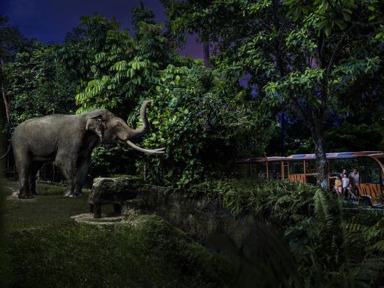 フォトジェニックスポット巡り＆ナイトサファリツアー　カトン地区＋アラブストリート＋ハジレーン＋マーライオン　夕食付きプランあり＜午後／日本語ガイド＞