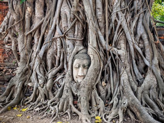 世界遺産アユタヤ遺跡＋バンパイン宮殿＋象乗り観光ツアー　5大遺跡巡り＜日本語ガイド／タイ料理ランチ＞