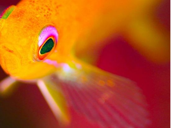 石垣島ファンダイビング 美しいサンゴ礁と熱帯魚に出会う感動のひととき カメラ派ダイバーにおすすめ＜半日or1日／石垣島＞