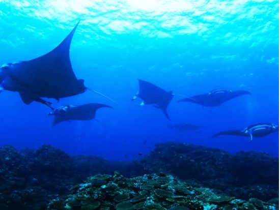 石垣島ファンダイビング 美しいサンゴ礁と熱帯魚に出会う感動のひととき カメラ派ダイバーにおすすめ＜半日or1日／石垣島＞