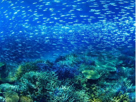 石垣島ファンダイビング 美しいサンゴ礁と熱帯魚に出会う感動のひととき カメラ派ダイバーにおすすめ＜半日or1日／石垣島＞