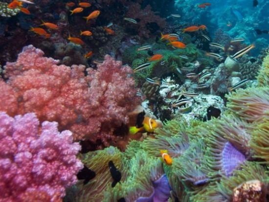 アイランドホッピングツアー　ボラカイ島のビーチ巡り！選べるランチ付き＜英語アシスタント／ボラカイ島発＞