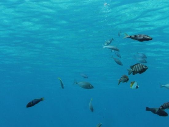 宮古島海中公園 入園券 ～カラフルな魚たちと気軽に海中散歩～ ＜宮古島＞