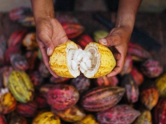 ビノンカカオパーク「BINON CACAO PARK」訪問ツアー　カカオ農園＆チョコレート工場見学＜日本語ガイド選択可／バーベキュー昼食＞