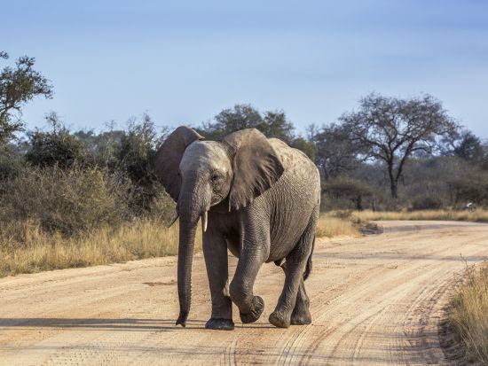 【ヨハネスブルグ発着 3泊4日】クルーガー国立公園+絶景パノラマルート観光＜混載／英語／市内または空港送迎＞