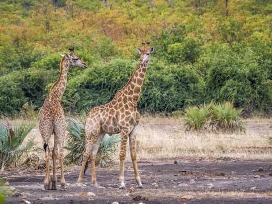13泊14日 南アフリカ周遊ツアー クルーガーなど2つの国立公園観光＜ケープタウン発ヨハネスブルク着／英語＞