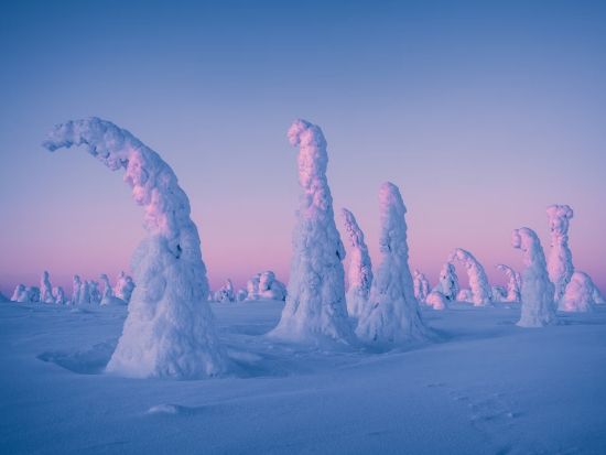 リーシトゥントゥリ国立公園ハイキングツアー　雪景色とラップランドの絶景を満喫！＜英語／送迎選択可／軽食付き／ロヴァニエミ発＞