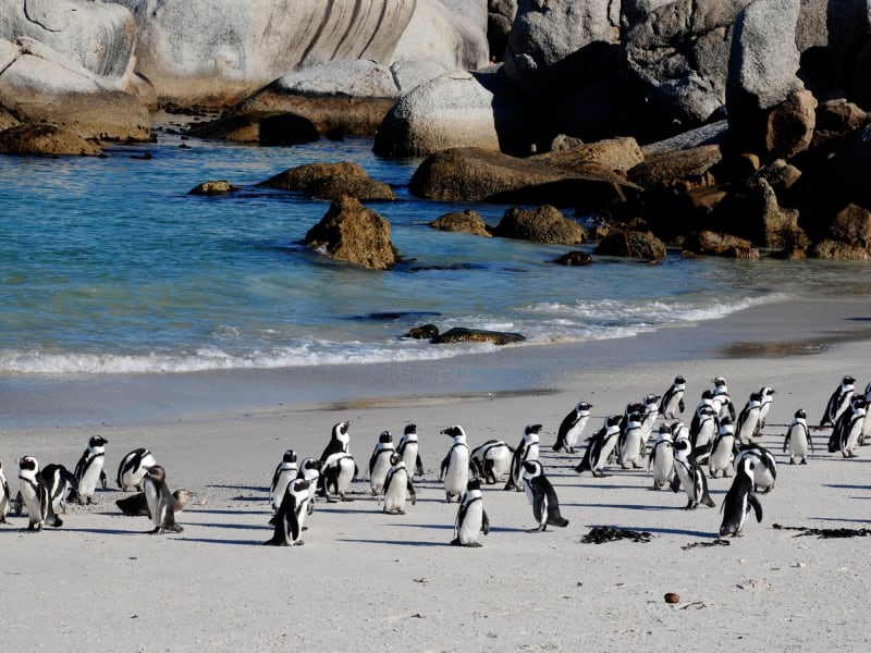 Boulders Beach_Penguins