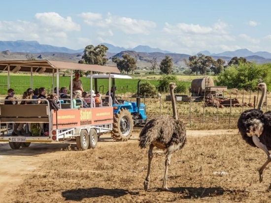 5泊6日 南アフリカ周遊ツアー ガーデンルート＋ワインランド観光＜ケープタウン発着／英語＞