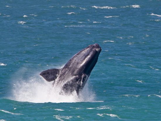 Hermanus_Southern Right Whale 2