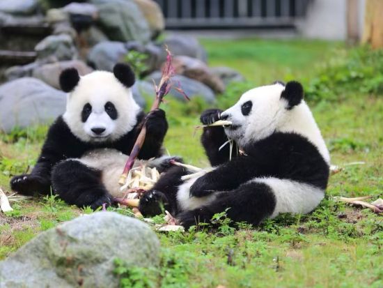 【日本発・中国四川巡遊4泊5日ツアー】成都パンダ基地と秘境九寨溝と黄龍を巡る宿泊ツアー*＜往復高速鉄道付／専用車＋専属日本語ガイド／食事付 / 混載無し＞