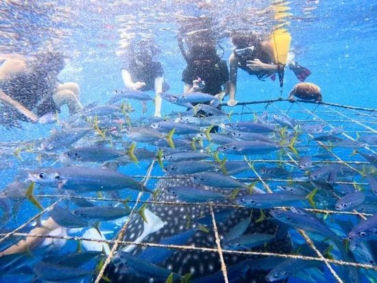 ジンベエシュノーケル