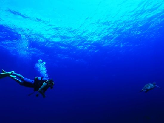 カメと泳ぐダイバー