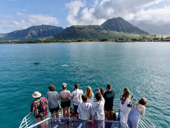 イルカ大学　イルカウォッチング＆シュノーケリングクルーズ　イルカと泳ぐプランも！マリンアクティビティも充実＜ランチ付き／日本語／ワイキキ＆コオリナ送迎可＞