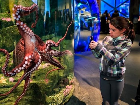 シアトル水族館 チケット予約・前売り券 by Tiqets