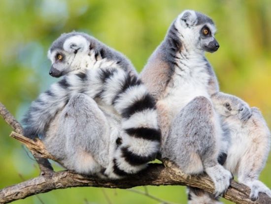 ウッドランドパーク動物園 チケット予約・前売り券 by Tiqets