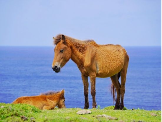 島内ツアー 島在住のガイドと巡るレンタカー・バス移動不要のお手軽ツアー お写真無料プレゼント！＜半日／送迎付き／与那国島＞