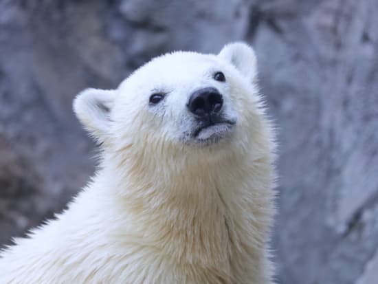 札幌発 日帰りバスツアー 旭山動物園＋美瑛白ひげの滝＋ニングルテラスなど　北海道グルメバイキング昼食付プランあり ＜12～4月上旬／1名から催行／札幌市内発着＞