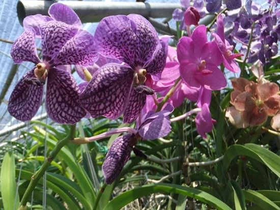 【チェンマイ発】首長族の村＆オーキッドファーム半日観光ツアー＜貸切／午前または午後／ホテル送迎付／日本語ガイド＞