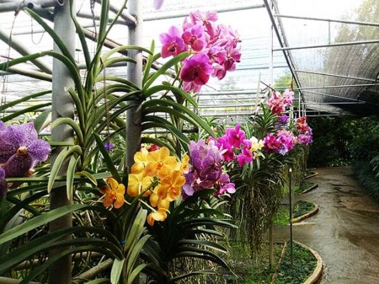 【チェンマイ発】首長族の村＆オーキッドファーム半日観光ツアー＜貸切／午前または午後／ホテル送迎付／日本語ガイド＞