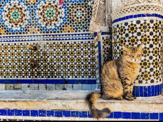 フェズ日帰り観光ツアー＜混載または貸切／英語ガイド／昼食／入場料込／カサブランカ発＞