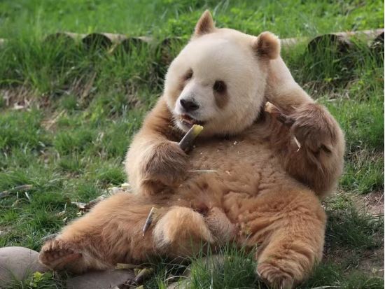 【西安ハイライト1日ツアー】兵馬俑＋秦始皇帝陵＋秦嶺四宝科学公園の茶色いパンダの「チーザイ」見学＜貸切／西安名物ランチ／日本語ガイド／西安発＞