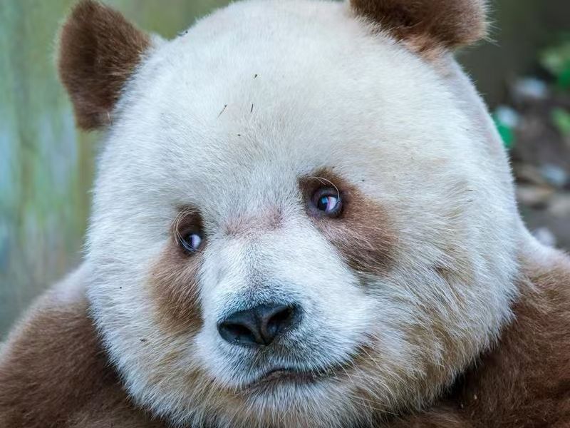 中国はチベットからパンダを盗んだ 中国はチベットからパンダを盗んだ (講談社+α新書 414-1C) | 有