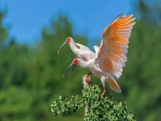 【西安ハイライト1日ツアー】兵馬俑＋秦始皇帝陵＋秦嶺四宝科学公園の茶色いパンダの「チーザイ」見学＜貸切／西安名物ランチ／日本語ガイド／西安発＞