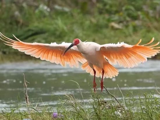 秦嶺四宝科学公園 日帰り観光ツアー 希少動物チーザイ・トキ・キンシコウ・カモシカを見学＜日本語ガイド＋専用車／昼食付／西安ホテル or 空港発＞