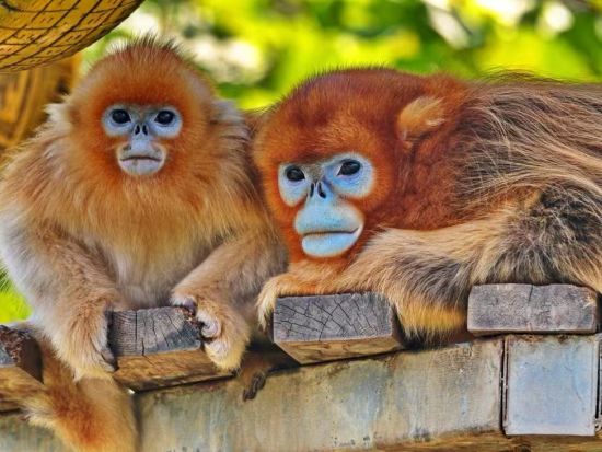 【西安ハイライト1日ツアー】兵馬俑＋秦始皇帝陵＋秦嶺四宝科学公園の茶色いパンダの「チーザイ」見学＜貸切／西安名物ランチ／日本語ガイド／西安発＞