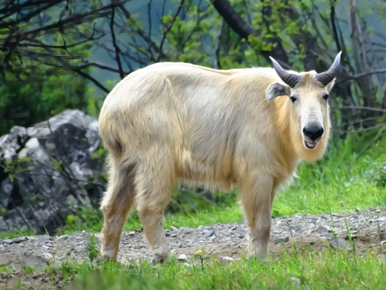 秦嶺四宝科学公園 日帰り観光ツアー 希少動物チーザイ・トキ・キンシコウ・カモシカを見学＜日本語ガイド＋専用車／昼食付／西安ホテル or 空港発＞