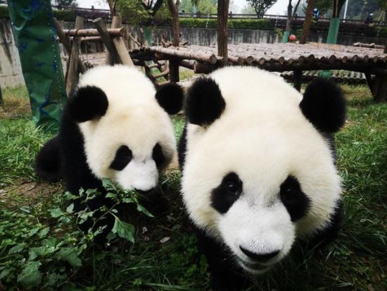 【西安ハイライト1日ツアー】兵馬俑＋秦始皇帝陵＋秦嶺四宝科学公園の茶色いパンダの「チーザイ」見学＜貸切／西安名物ランチ／日本語ガイド／西安発＞